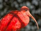 Ibis