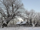 Ośnieżone, Drzewa, Ruina, Chaty