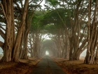 Droga, Mgła, Drzewa, Cyprys, Kalifornia