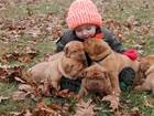 Dziecko, Pieski, Szczeniaki, Dog de Bordeaux