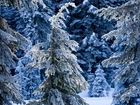 Zima, Las, Ośnieżone, Drzewa