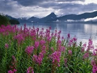 Jezioro, Fiord, Polne, Kwiaty, Alaska