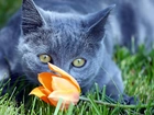 Kot, Tulipan, Trawa