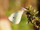 Motyl, Bielinek, Kapustnik