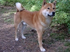 Shiba inu