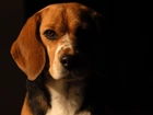 Beagle, Portret