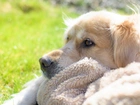 Piesek, Kocyk, Golden Retriever