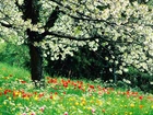 Wiosna, Kwitnące, Drzewo, Kwiaty, Trawa
