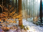 Zima, Jesień, Drzewa, Śnieg, Żółte, Liście