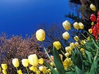 Żółte i Czerwone Tulipany