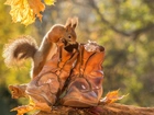Jesień, Wiewiórka, Buty, Mała, Myszka