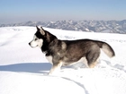 Siberian Husky, zima
