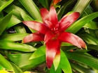 Kwiat, Guzmania