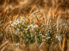 Rumianki, Pole, Zboże, Lato