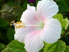 Biały, Kwiaty, Hibiskus