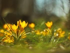 Żółte, Krokusy, Kwiaty