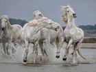 Konie, Białe, Galop, Woda