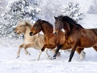 Zima, Konie, Bieg