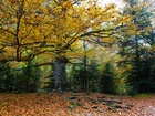 Las, Kolorowe, Drzewa, Liście, Jesień