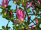 Magnolia, Światło, Wiosna