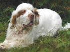 dorosły, Clumber spaniel, trawa