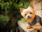 Pies, Szczeniak, Yorkshire Terrier