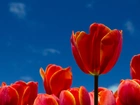 Niebo, Czerwone, Tulipany