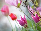 Tulipany, Różowe, Kwiaty