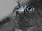 Kot, Niebieskie Oczy
