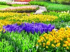 Tulipany, Żonkile, Hiacynty, Park, Holandia