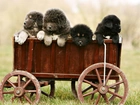 Wózek, Psy, Szczeniaki, Mastiff, Tybetański