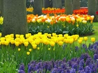 Park, Keukenhof, Lisse, Wiosna, Kwiaty, Rozmycie