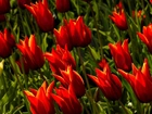 Tulipany