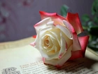 Róża, Kwiat, Książka