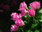 Kwiaty, Bukiet, Różowe, Róże