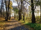 Park, Droga, Drzewa, Jesień, Przebijające Światło