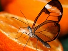 Pomarańcza, Motyl