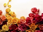 Róża, Róże, Kwiaty