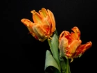 Tulipany