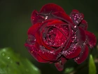 Bordowa Róża, Kwiat, Krople