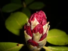 Rododendron, Pąk