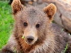 Niedźwiadek, Brunatny