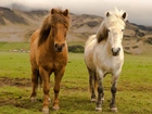 Konie, Łąka, Góry, Islandia