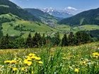 Tyrol, Dolina, Wildschoenau, Lasy, Łąka, Wioska