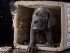 Pies Cane Corso