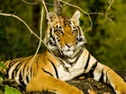 Tygrys Indyjski, Obserwator