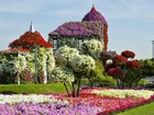 Ogrody, Dubaju, Wiosna, Kwitnące, Drzewa, Ekspozycje Kwiatowe