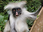 Małpka, Colobus