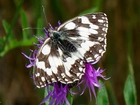 Siedzący, Motyl, Skrzydła