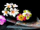 Kwiaty, Plumeria, Łopatka